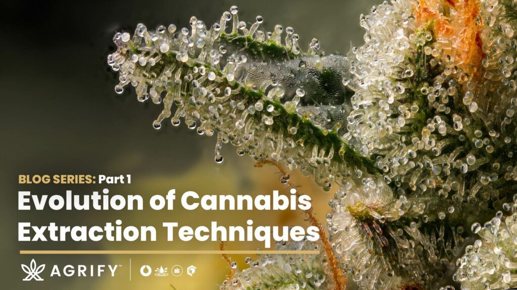 Origins of Cannabis Extraction