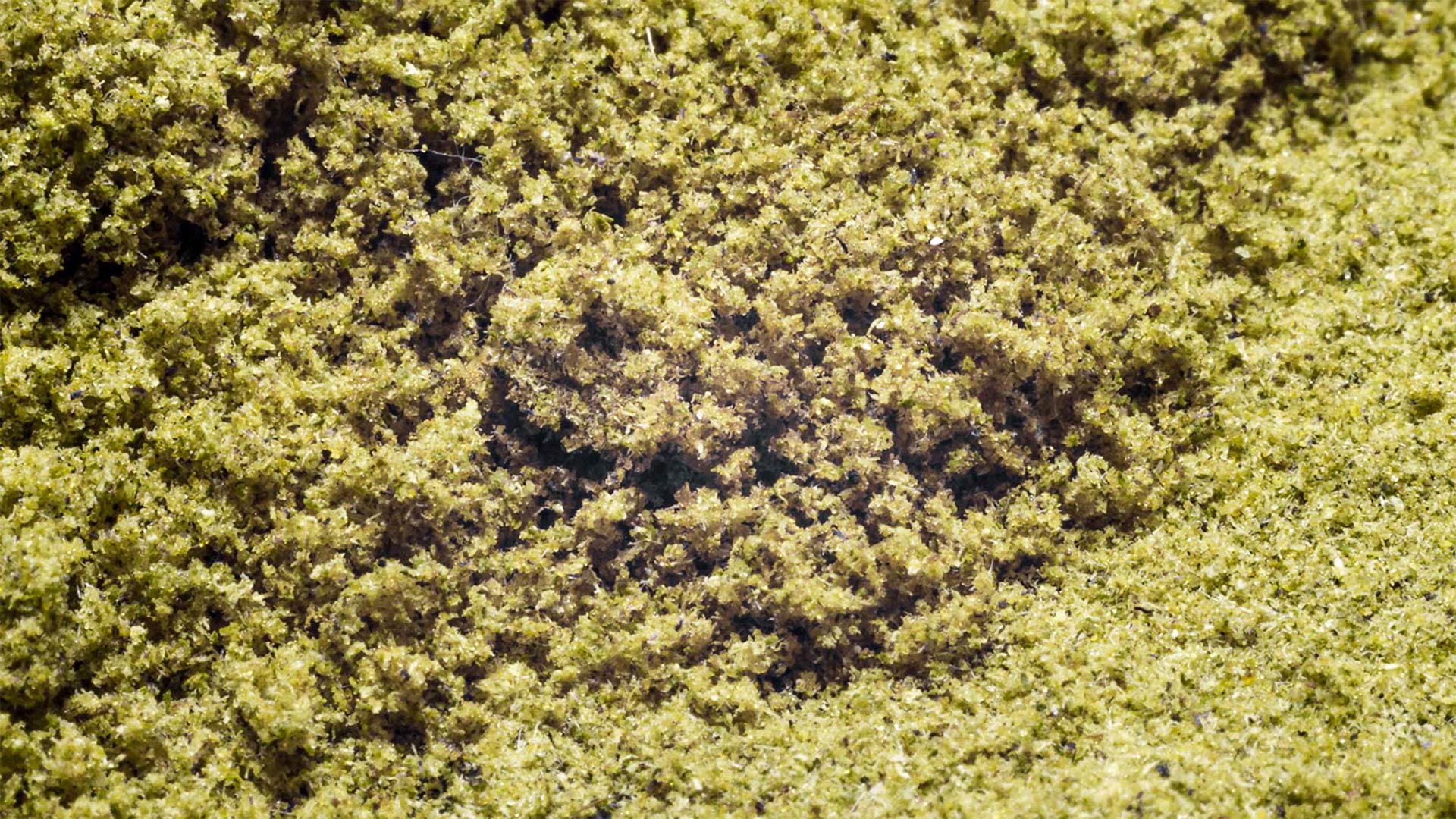 Kief vs. Hash - Differences, Uses, & Extraction Methods [Guide]