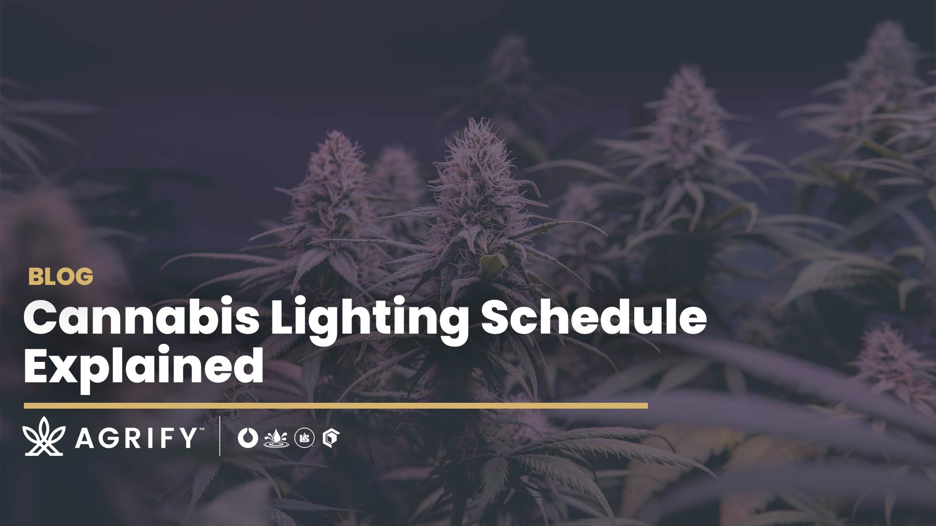 Lighting schedule